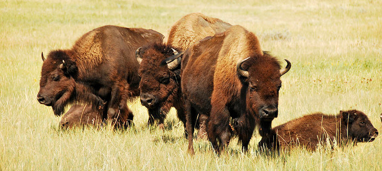 Buffalo Herd Prairie