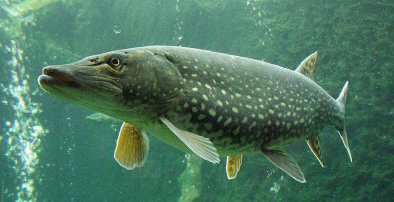 Northern Pike North Dakota State Fish