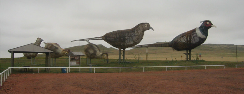 Pheasants on the Prairie